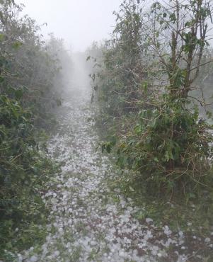 Segundo balanço, 7,4 mil produtores mineiros informaram que tiveram as propriedades atingidas pelo fenômeno