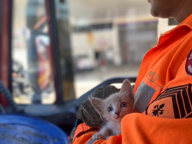 O filhote do gato, depois de ser resgatado, foi encaminhado ao Centro de Zoonoses de Ipatinga