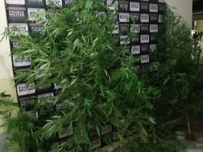Quatro pés da planta da maconha foram apreendidos pelos policiais 