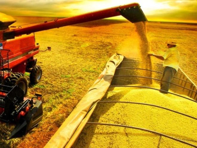 Safra de café deve crescer 25% neste ano, enquanto a bacia leiteira de Minas chega a 27,2% da produção nacional