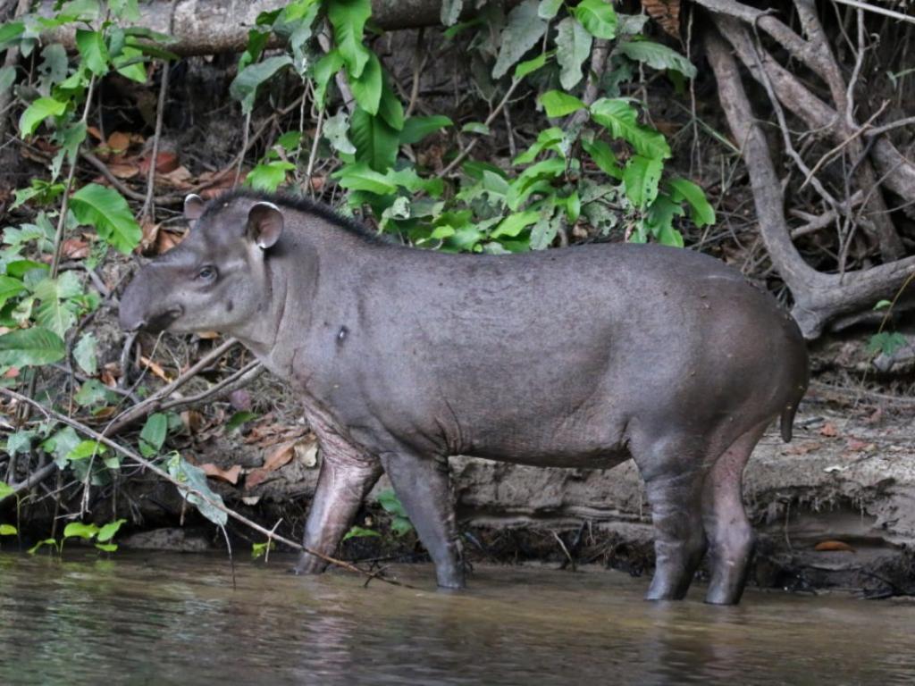 Anta é um mamífero comum nas áreas de mata e são encontradas com frequência no entorno do Parque Estadual do Rio Doce 