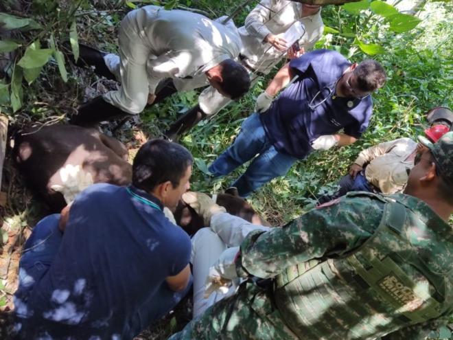 Animal foi socorrido e recolhido ao Cebus em Ipatinga 