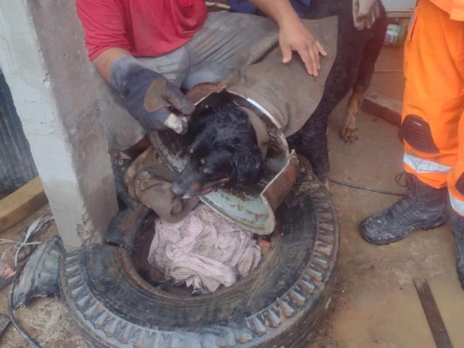 Roda de aço teve que ser serrada para a retirada do animal 