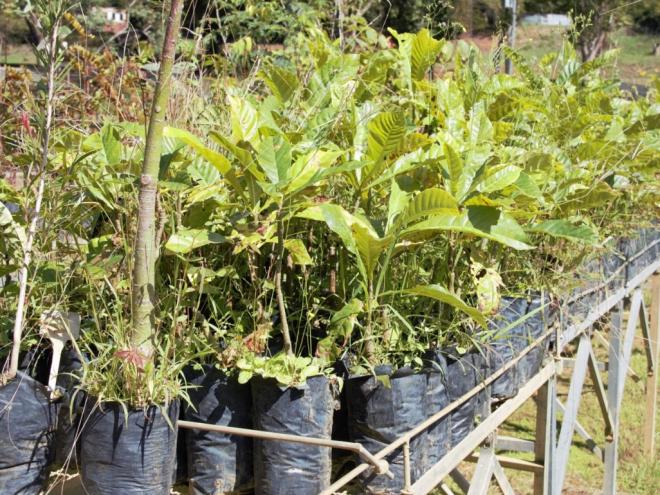 Ações implementadas incluem inserção de 700 amostras de plantas em uma base de dados