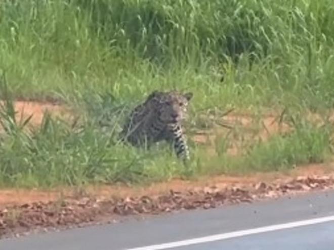 Animal tem rondado regiões próximas ao Parque Estadual do Rio Doce
