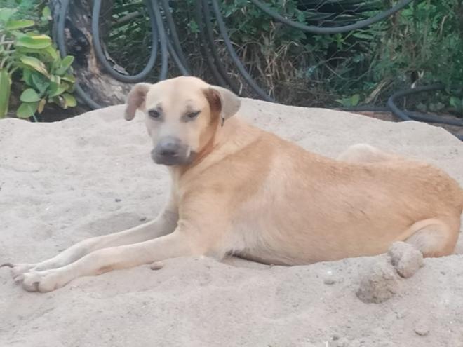 Os cachorros abandonados aparentam estar doentes