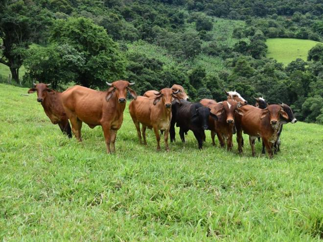 Aqueles que não cumprirem a exigência vigente ficam impedidos de emitir a Guia de Trânsito Animal