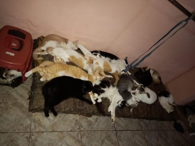 A protetora acolhe 68 gatos em sua casa 
