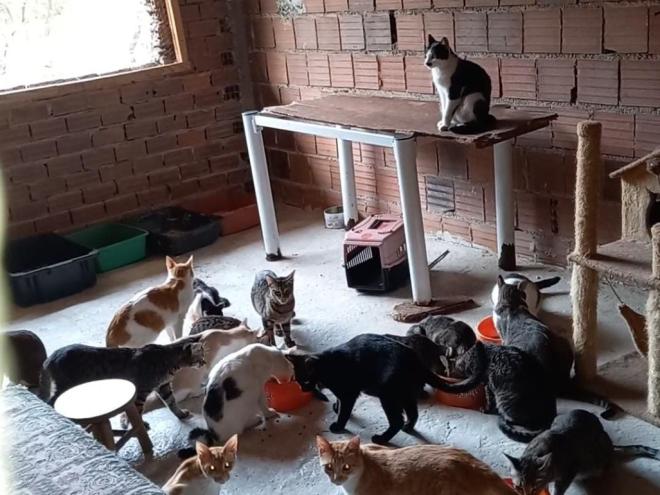 Rogéria atua na causa animal desde 2013