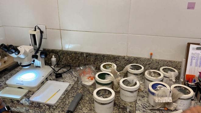 Equipes da prefeitura e da Funed estão estudando sobre o mosquito transmissor da doença
