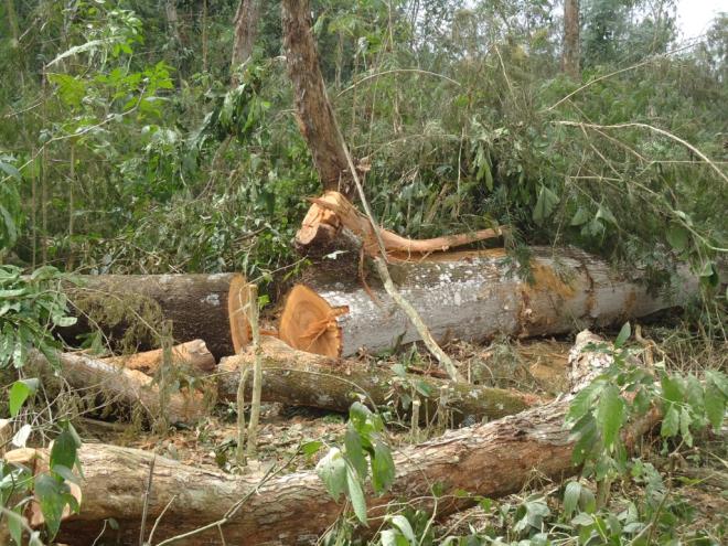 Supressão de vegetação ou ocupação de APPs sem autorização é crime