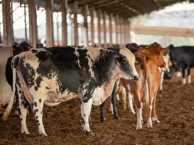 Operação Rei do Gado cumpre mais de 50 mandados em cinco estados