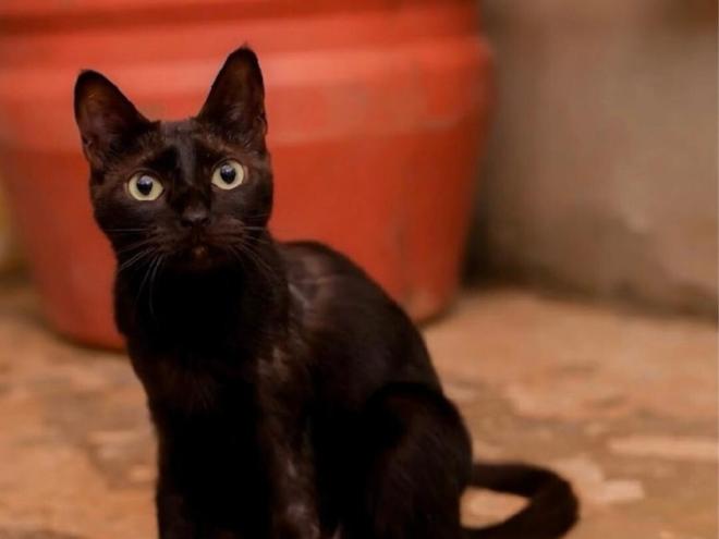 Mais de 70 animais são acolhidos na Arca da Fran 