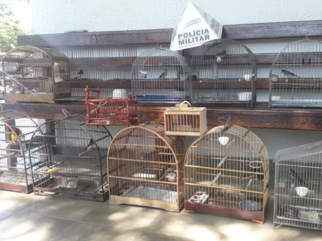 No ano que passou, 33 criminosos foram penalizados por manter pássaros em cativeiro 