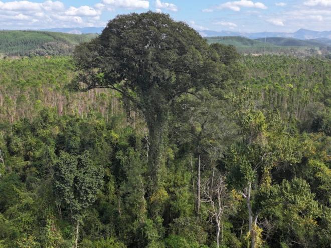 Com 50 metros de altura, o jequitibá-rosa, espécie ameaçada de extinção, é a maior árvore já registrada no Sudeste brasileiro