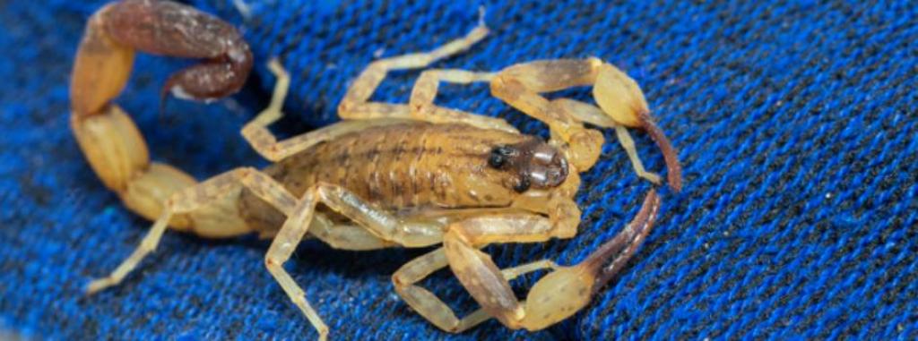 Especialista da Toxicologia do Hospital João XXIII faz alerta e ensina como proceder em caso de acidentes