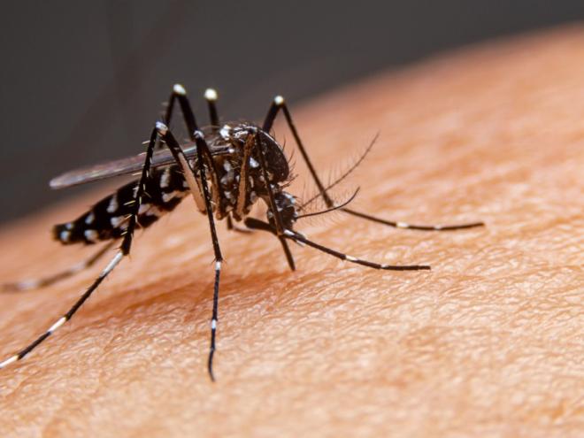 Número de notificações de dengue é considerado baixo neste início de ano