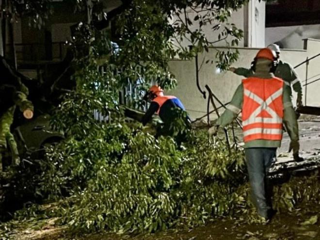 A tempestade e a ventania derrubaram diversas árvores no município 