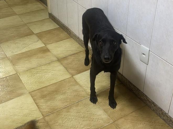 Negão também está disponível para adoção, ele é dócil, obediente, castrado, vermifugado e negativo para leishmaniose 