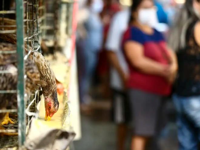 Produtores afirmam que alta de exportações não teve impacto