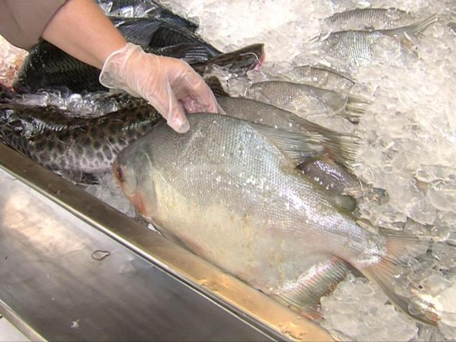 Selo de inspeção, aparência e armazenamento são pontos essenciais para garantir qualidade no consumo de pescados