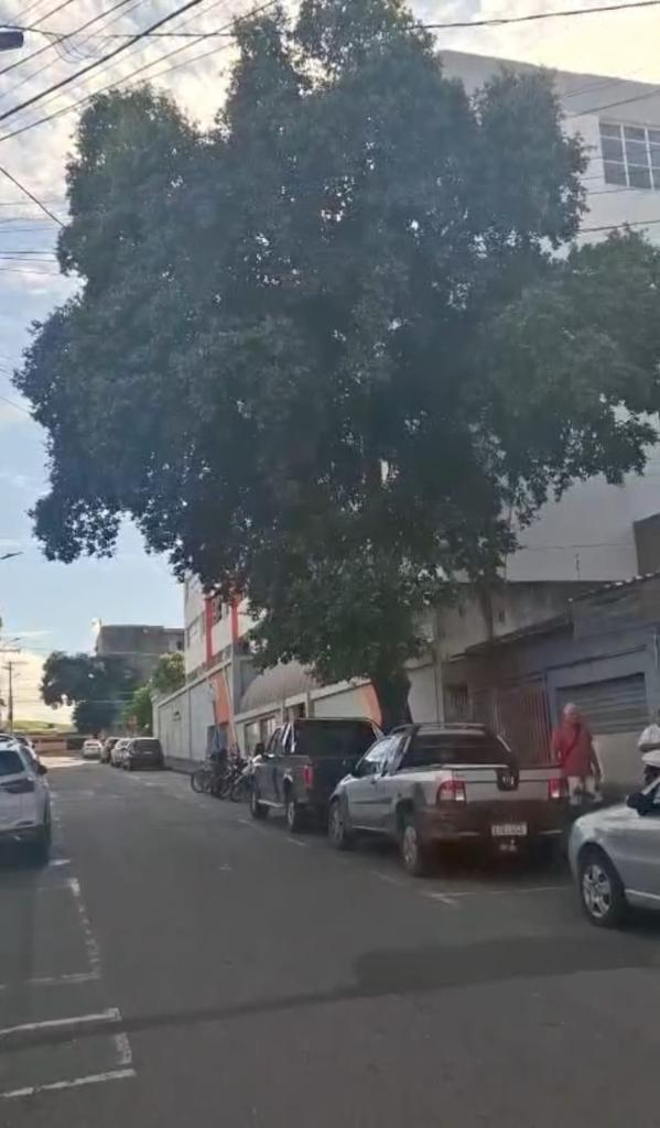 A árvore fica ao lado de um estabelecimento e de uma faculdade