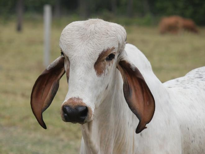 O reconhecimento reforça a robustez do serviço veterinário oficial mineiro 