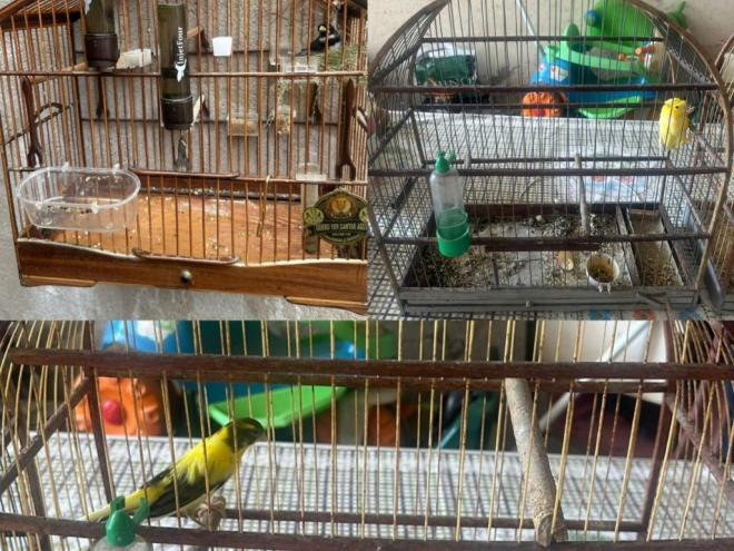 Algumas das aves estavam em situação precária e machuadas 