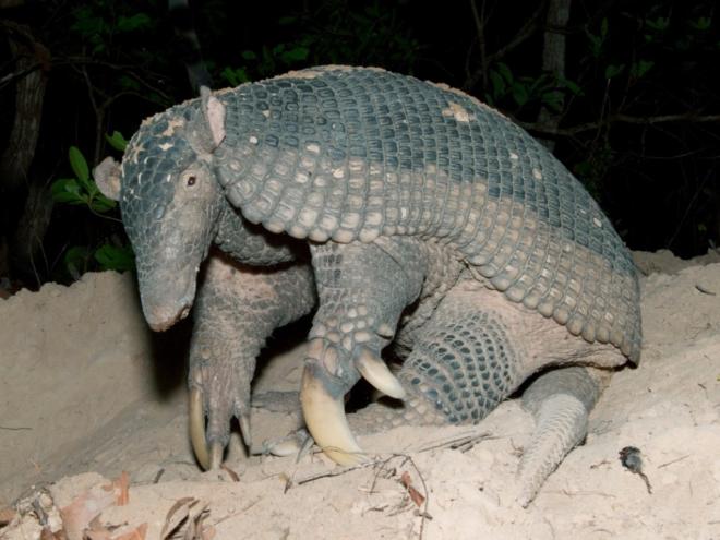 Tatu-canastra registrado no Pantanal