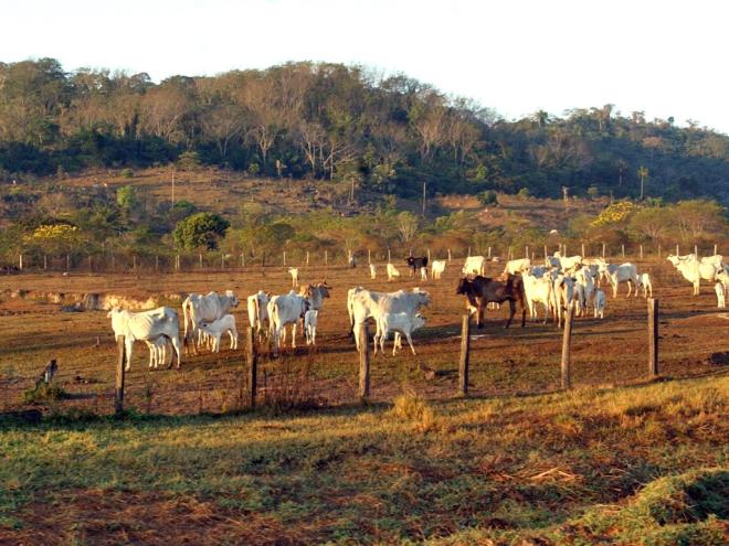 Destaque DA