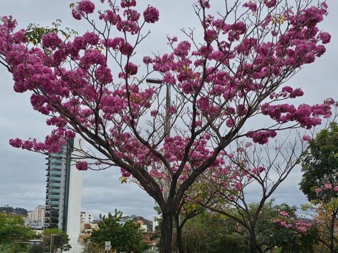 A primavera no Hemisfério Sul começa nesta segunda-feira (22) às 15h19, e termina no dia 21 de dezembro, às 12h03. 