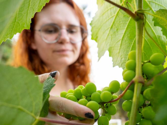 Aos poucos, a vinícola ABN tenta recuperar o patamar de produção de vinhos