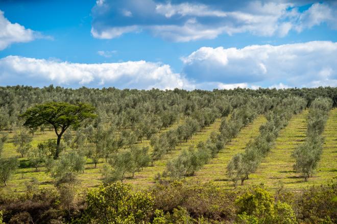 A plantação de oliveiras que garante a produção do azeite Querubins