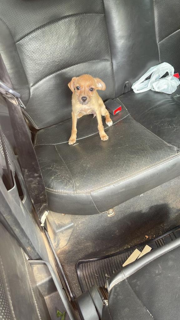 Cãozinho foi deixado num veículo Fiat Strada estacionado na área de camping do parque