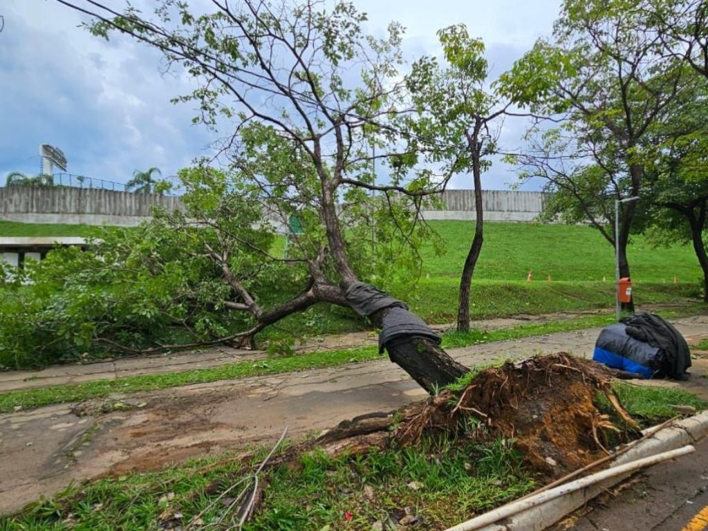 Uma árvore caiu próximo ao estacionamento do Ipatingão, o que provocou o tombamento de um poste 