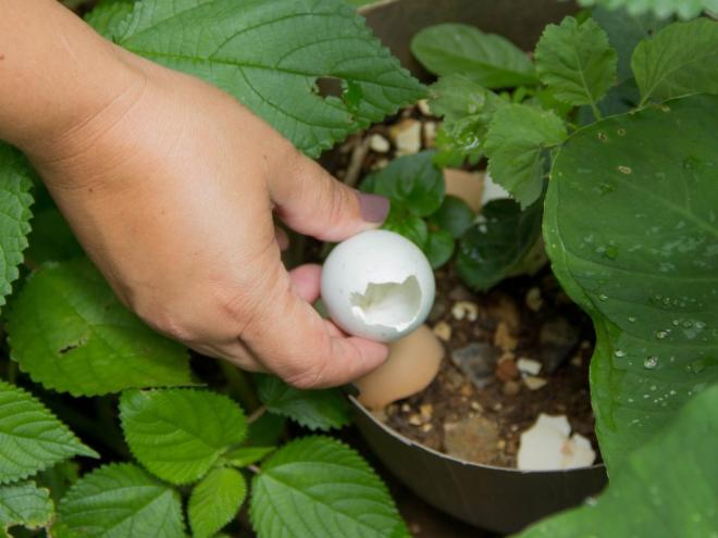 A maioria dos criadouros do mosquito está localizada dentro das residências, em recipientes que acumulam água parada 