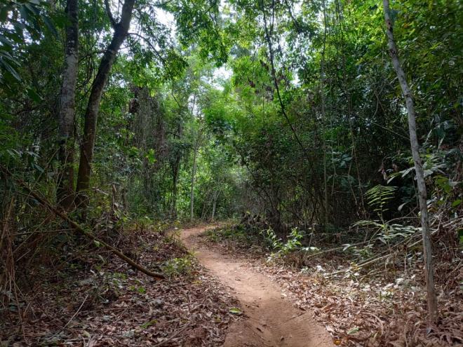 Área da mata é usada diariamente para caminhadas, corridas e também é rota de ciclistas