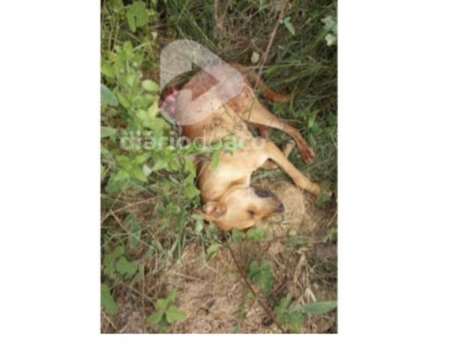 Polícia procura pistas que levem aos autores da morte do ''Caramelo''