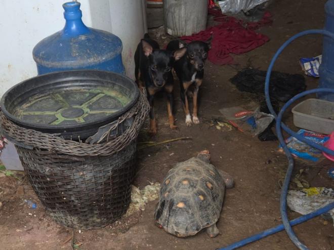 Jabuti também foi encontrado na residência em meio aos cães e em situação precária 