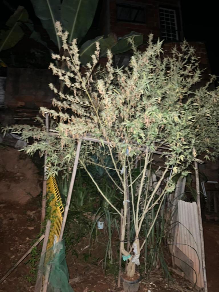 Mulher negou tráfico, mas confirmou uso e disse que droga apreendida tinha sido recolhida da planta que mantinham no quintal 