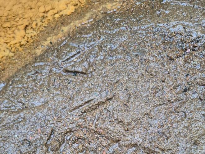 Registro da presença da fauna no local da microbacia da Gleba 4