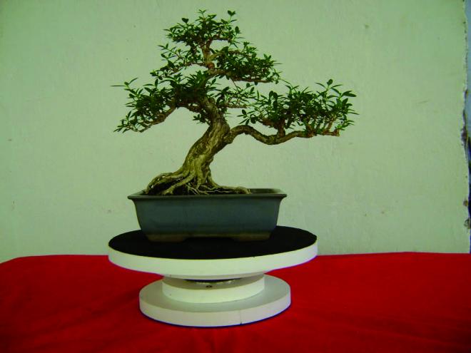 O bonsai é a arte japonesa do cultivo de plantas em miniatura