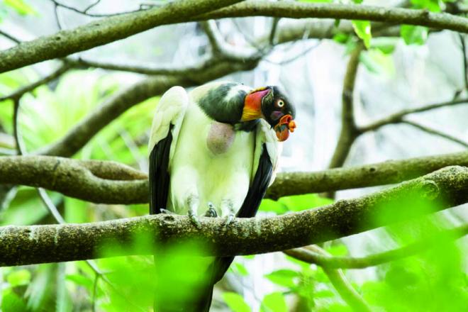 O urubu-rei acabou dando nome a uma cachoeira