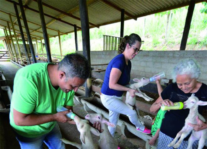 A família inteira participa do trato e do cuidado com as cabras
