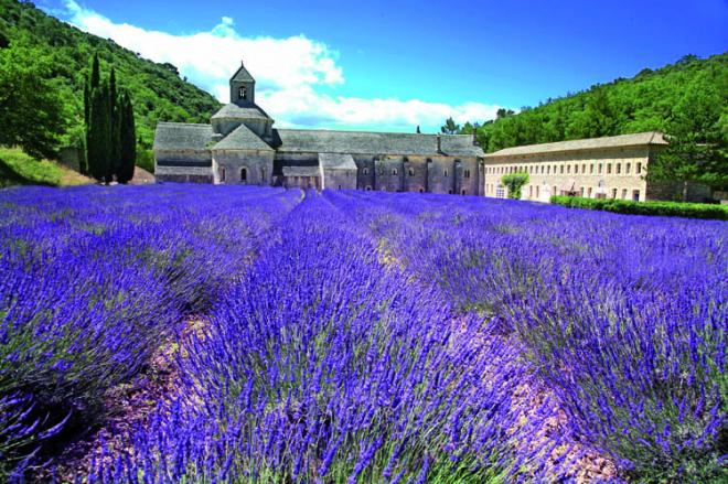 Os campos de lavanda florescem a partir de junho