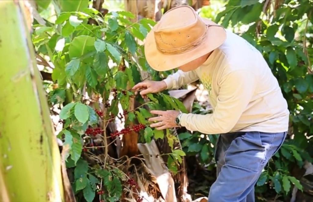 Examinando produção de café agroflorestal no Sítio Semente 