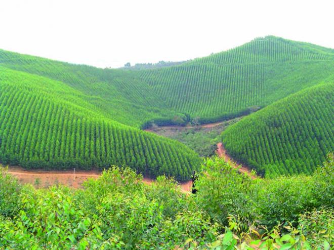 O cuidado inicial resulta em florestas mais adequadas