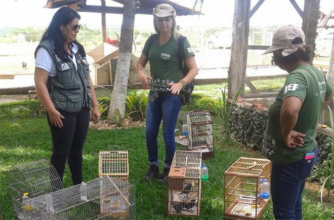 Servidoras do IEF soltam pássaros em Janaúba