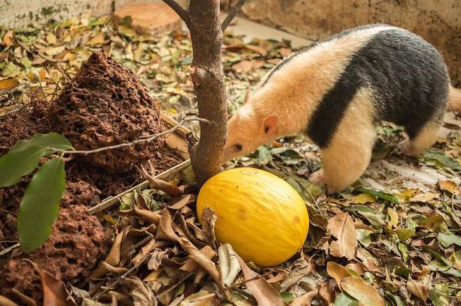 O tamanduá mirim (Tamandua tetradactyla)