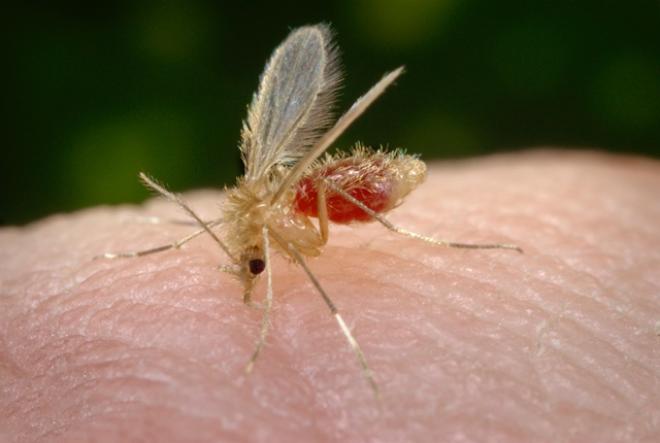 O mosquito-palha, transmissor da doença, pode ser reproduzir em ambientes em florestas ou ambientes modificados